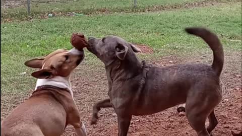 Dogs Tucker Carlson and Claire Bear Happily Play