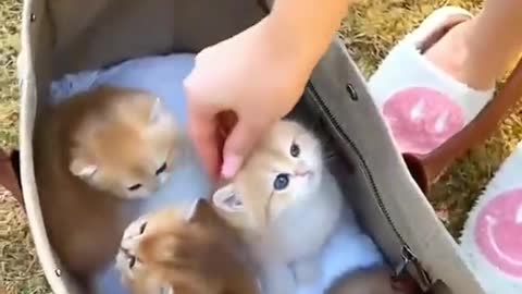 cute cats