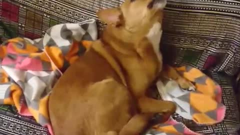 Music-loving dog sings along to favorite song