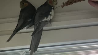 My cute cockatiels eating goodies
