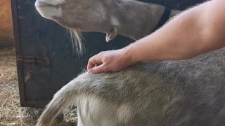 Goat Savors Singsong Scratches