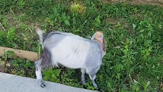Greedy Goat Gets Head Stuck In Food Box