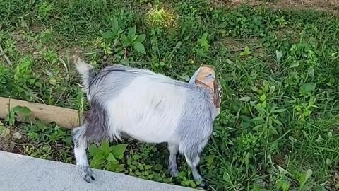 Greedy Goat Gets Head Stuck In Food Box