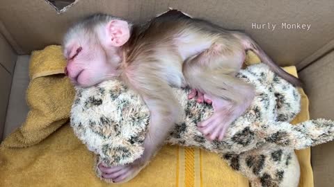 This Is Heartbreak Unboxing A Poor Baby Monkey Very Painful On Nose & Body