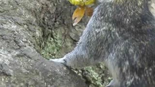 How squirrels store food?😍