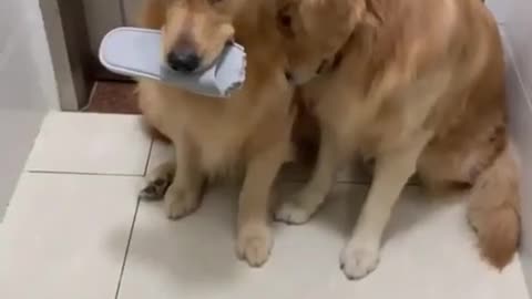 Guilty Dog Reactions