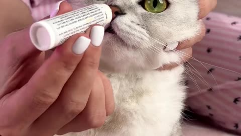 How to clean the ears and eyes of a cat