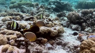 Destination: Snorkeling Uranu Island, outer reef of Chuuk Lagoon