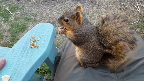 Cuttie the squirrel likes her pecans