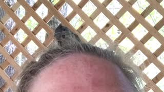 Tufted titmouse tries to scalp me!😂