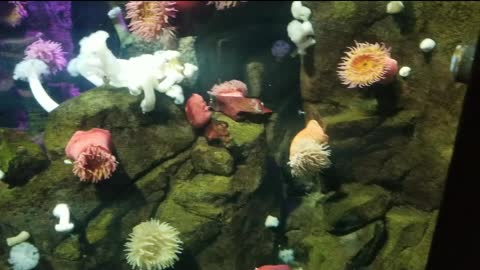 Beautiful sea animals🐠🐙🍄