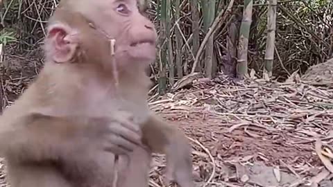 Cute monkey crying