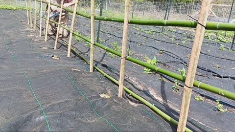 Building bamboo trellis for cucumbers.