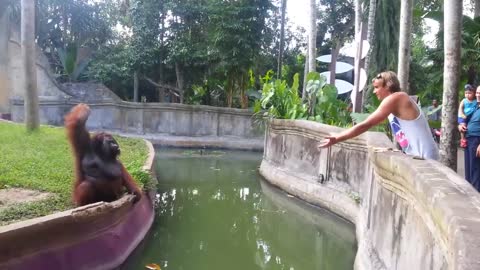 Orangutan feeding