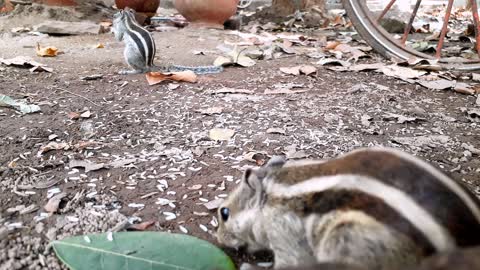 A gang of squirrels eating rice