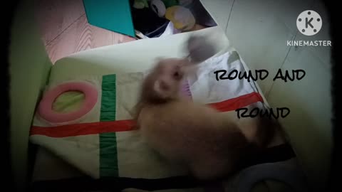 Round and Round the ferret goes....