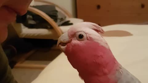 Parrot gives kisses on command, says "I love you"