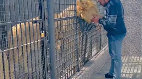 Lion Training | Lions lovers
