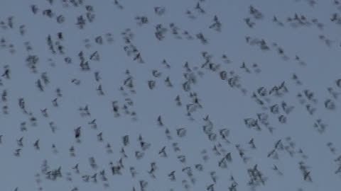 murmurating starlings At tim hortons