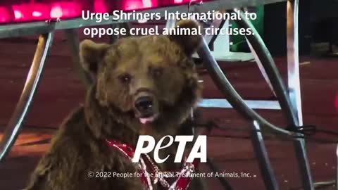 Urge Shriners International to Oppose Cruel Animal Circuses