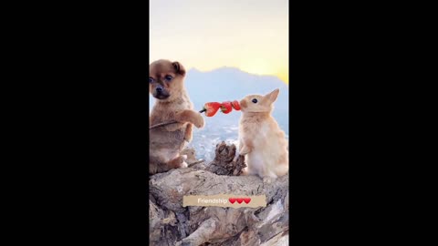 cute animals friendship