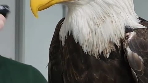 my favourite pet the great bald eagle 🦅#baldeagle #greatbaldeagle #baldeagles #eagle #falconattack