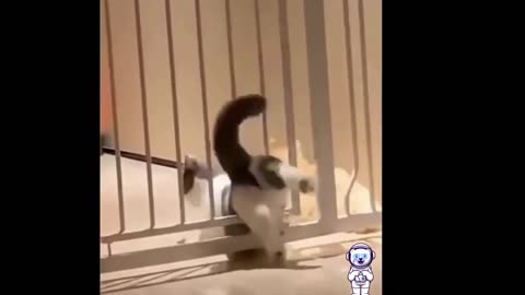 😂 Funniest Dogs And Cats 😺😍 - The Funny Animals on the Planet LOL!!!!!!!