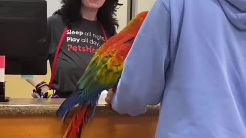 Funny Parrot 🦜 👈🤣