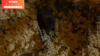 Exploring the world of bats