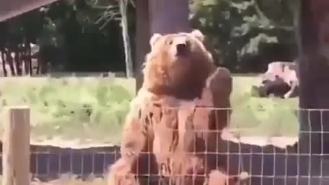 cute bear in the zoo-rumble