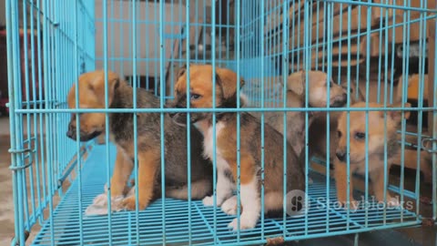 Rescue at the Water's Edge: The Tale of Four Puppies