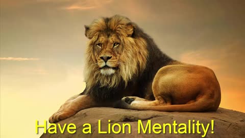 Have a Lion Mentality