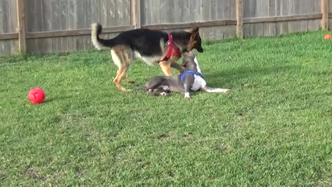 Pitbull and GSD Play Fighting!