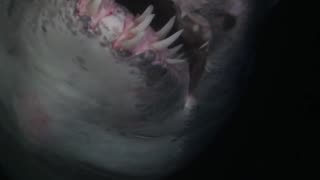 12ft Mako Shark - North Atlantic