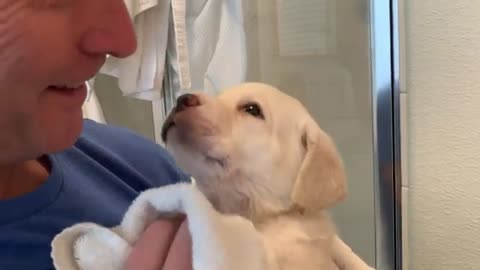Violet the Lab Puppy takes her FIRST Bath Tub