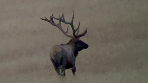 Another "GIANT" bull elk!
