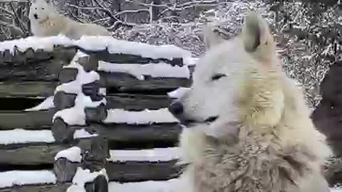 Wolf Easter snow making a noise