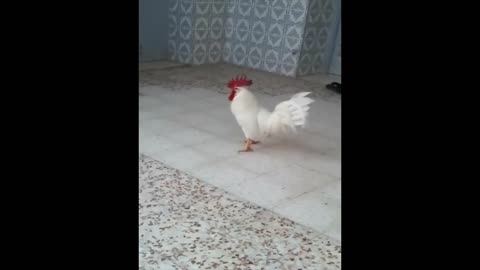 Crazy Rooster attacking our aunt