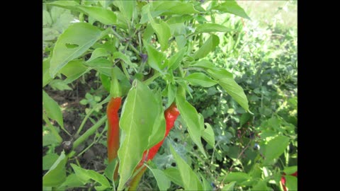 Harvest Delight Cayenne Pepper Sept 2022