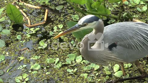Close-up of the head and neck of a great blue heron in a Florida swamp