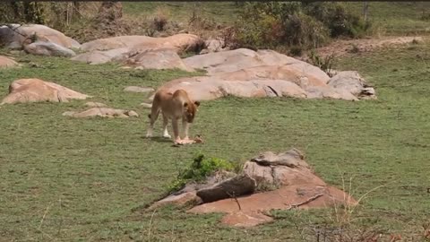 Lion play with baby impala