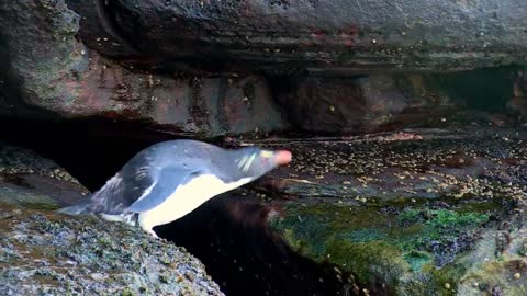 Cheating Penguin Caught with Robot Penguin!