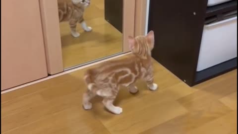 Watch the reaction of this little cat with the woman. Very funny🤣🤣🤣🤣🤣🤣🤣🤣