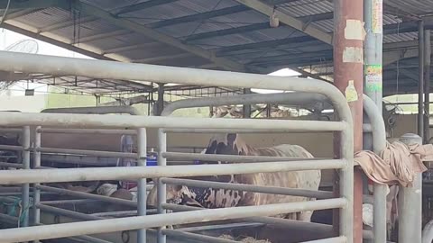Dubai Cattle Market | Buying live animals in Dubai!