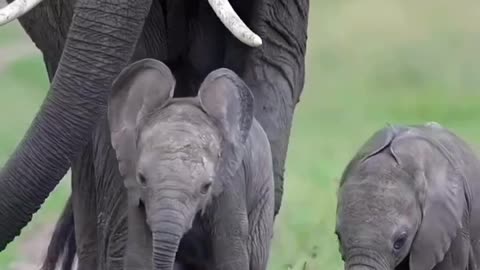 Beautiful elephant babies with mother #shorts #shortvideo #video #virals #videovira