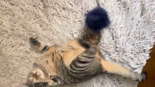 Cute Cats Playing - 5-minute Video #1