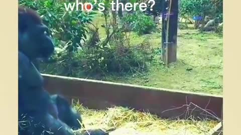 Gorillas also like playing pranks on others,