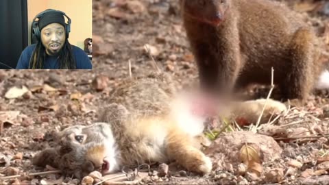 Adorable Baby Hare Meets Ferocious Mongooses
