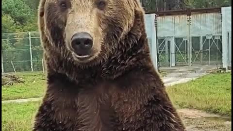 This bear is picking up food directly through its mouth. That's amazing