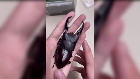 A BUG'S NEW LIFE: Astonishing Time-Lapse Video Reveals Stag Beetle Hatching